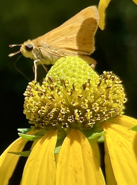 Fiery skipper resting on Rudbeckia laciniata green-headed coneflower